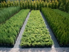 okrasné rastliny ihličnany listnaté stromy záhradné kríky